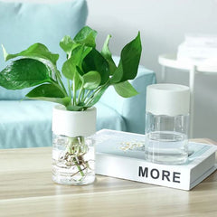 Transparent Small Hydroponic Plant Pot